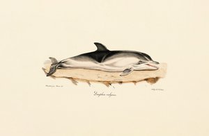 Common Dolphin by Jacques Christophe Werner