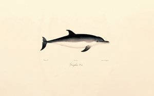 Common Dolphin by Jacques Christophe Werner