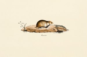 Common Hamster by Jacques Christophe Werner