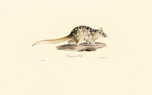 Eastern Quoll