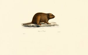 European Beaver