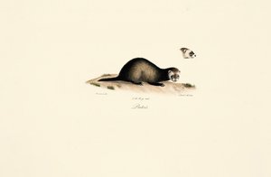European Polecat by Jacques Christophe Werner