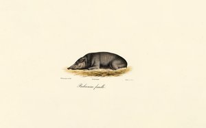 Female Babirusa