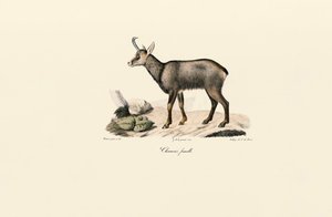 Female Chamois