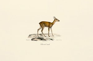 Female Roe Deer by Jacques Christophe Werner