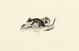 Garden Dormouse