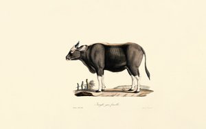 Gaur Female by Jacques Christophe Werner