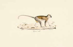 Green Monkey (Male)