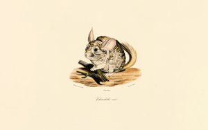 Male Chinchilla by Jacques Christophe Werner