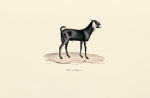 Nepalese Goat by Jacques Christophe Werner