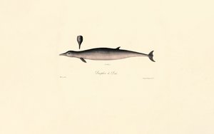Northern Bottlenose Whale by Jacques Christophe Werner