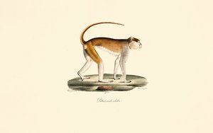 Patas Monkey (Adult Male)