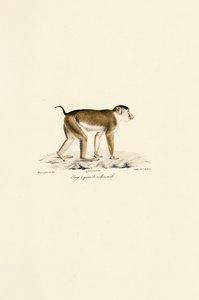 Pig-tailed Macaque (Male)