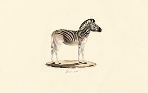 Quagga, Female