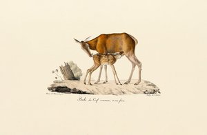 Red Deer Hind with Calf by Jacques Christophe Werner