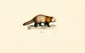 Red Panda