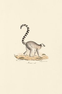 Ring-tailed Lemur Male