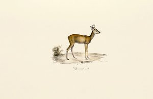 Roe Deer Buck by Jacques Christophe Werner