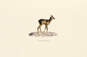 Roe Deer Fawn by Jacques Christophe Werner