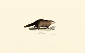 South American Coati