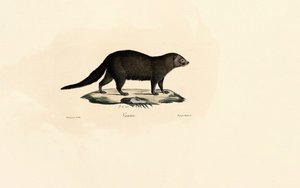 South American Tayra
