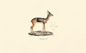 Southern Reedbuck
