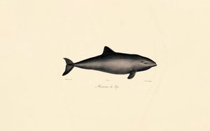 Southern Right Whale Dolphin by Jacques Christophe Werner