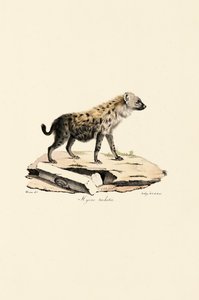 Spotted Hyena