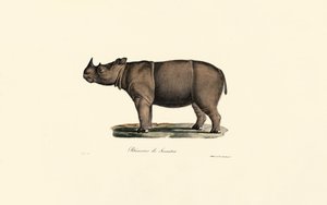 Sumatran Rhinoceros
