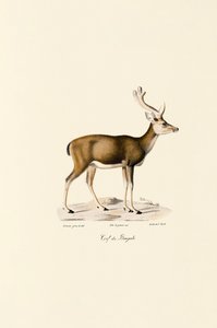 Swamp Deer by Jacques Christophe Werner