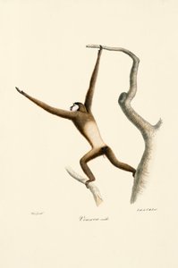 White-handed Gibbon