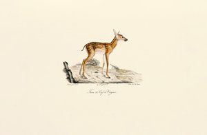 White-tailed Deer - Fawn by Jacques Christophe Werner