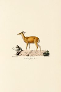 White-tailed Deer Doe by Jacques Christophe Werner