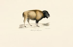 Young American Bison by Jacques Christophe Werner