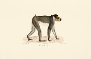 Young Male Mandrill