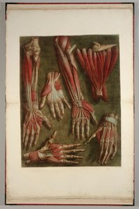A Group of Dissected Hands by Jacques Fabien Gautier dAgoty