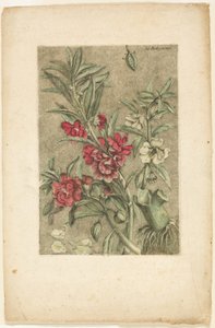 Impatiens, from Collection of Usual, Curious, and Foreign Plants