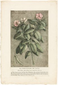 The Periwinkle of Java, from Collection of Usual, Curious, and Foreign Plants