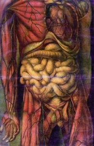 Torso of a man showing the intestines, from 