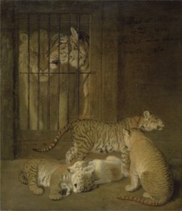 Group of whelps bred between a lion and a tigress