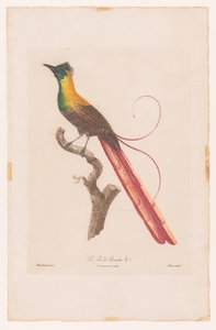 Bird of Paradise on a Branch (La Pie de Paradis No 5)