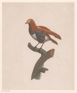 Bird on a Branch