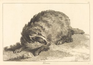 Badger by Jacques Philippe Le Bas and Jean Eric Rehn after Jean Baptiste Oudry