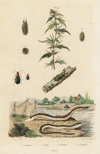 Sea Lamprey and Beetles