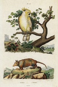 Yellow-crested Cockatoo and Armadillo by Jacques Reyne Isidore Acarie Baron