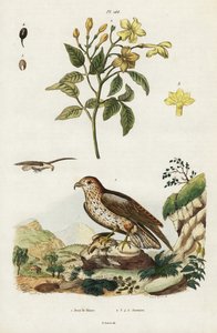 Yellow jasmine and short-toed snake eagle