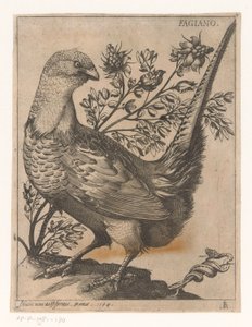 Pheasant