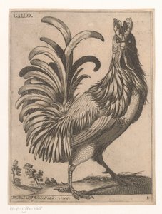 Rooster (title on object) Nine Birds (series title)