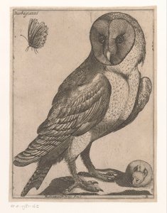 Barn Owl (series title: Nine Birds)