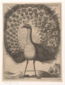 Peacock (Nine birds series)